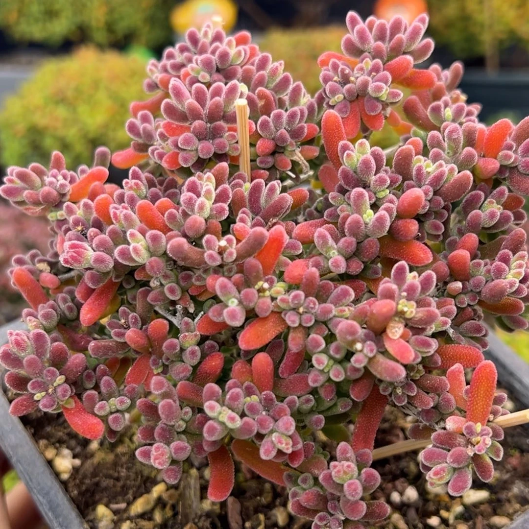 dy5859直杆大老桩琉璃冠幅10.5cm