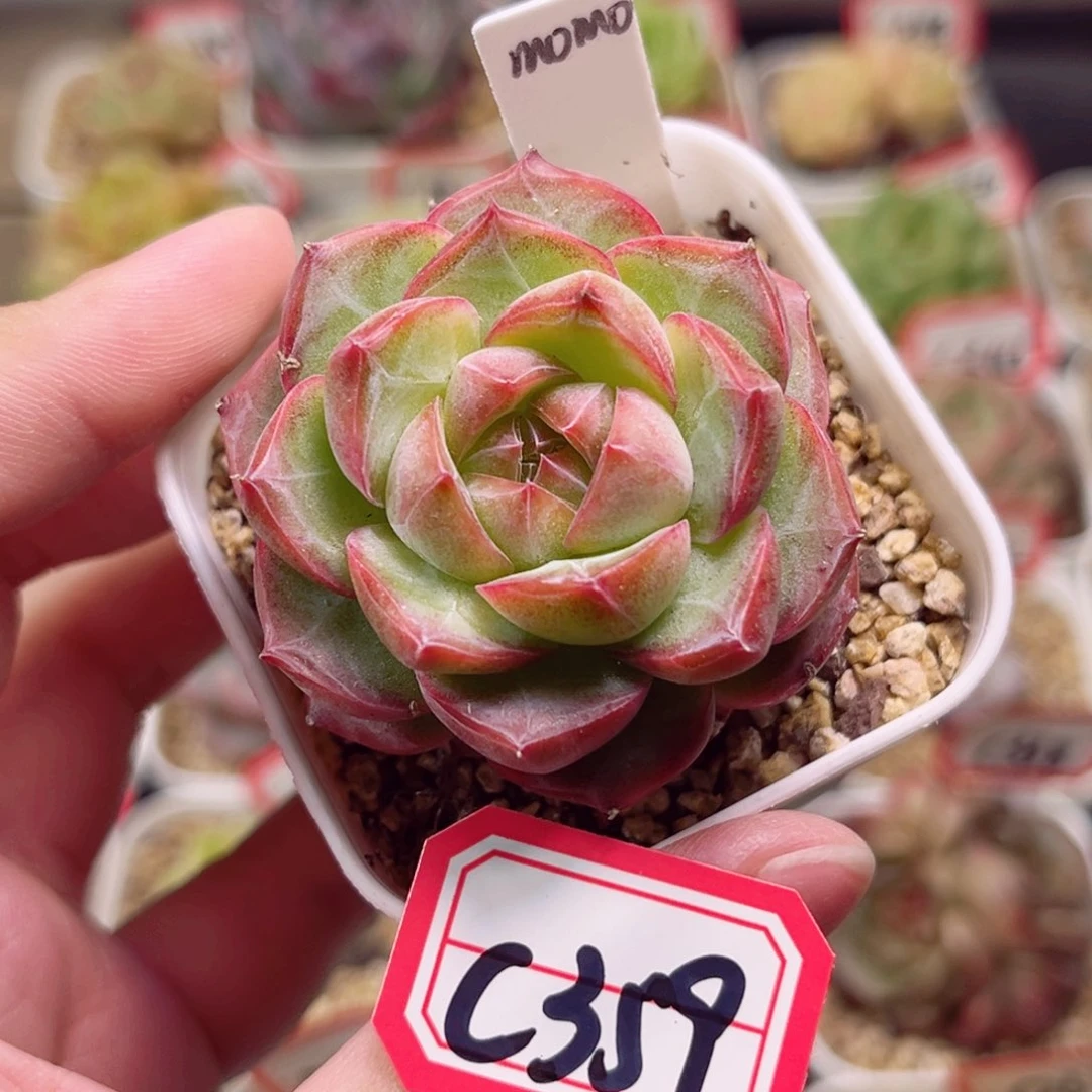 C359 一物一拍 珍妮放漏18包邮