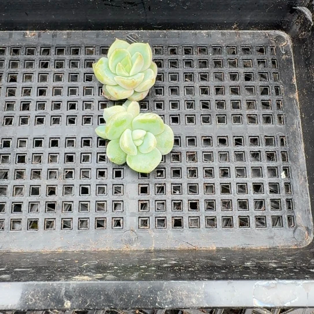 冰云东云珍妮小喵22-91