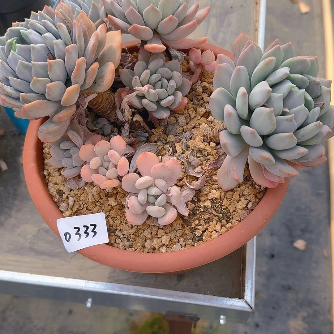 卉*园0333胖美人多肉植物