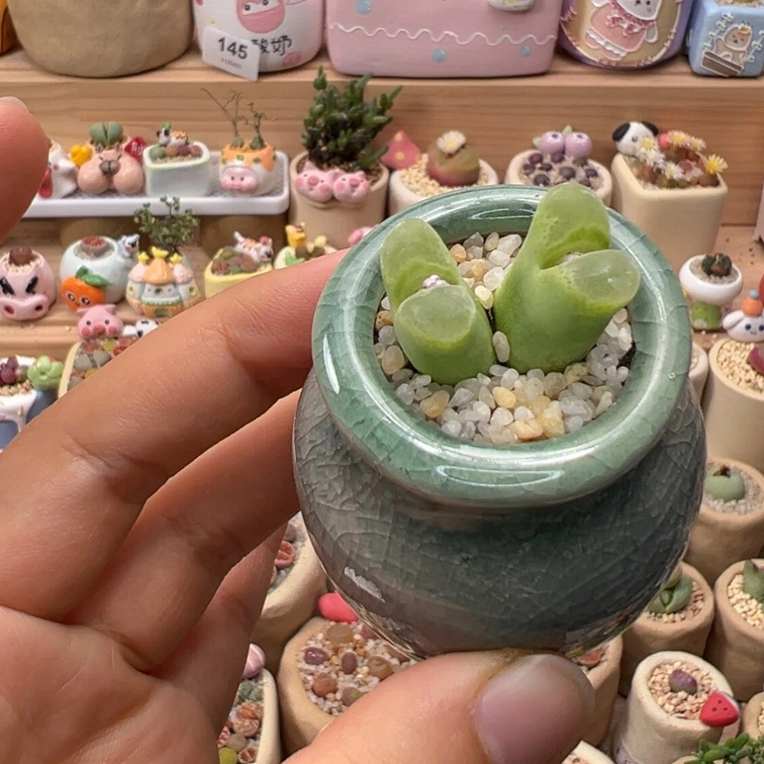 多肉植物150号风铃