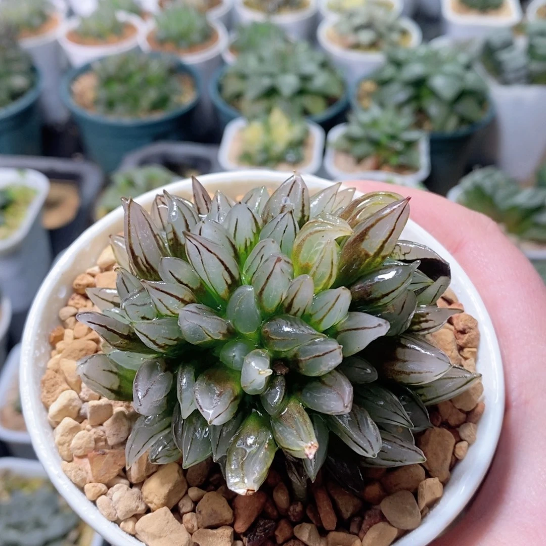 子弹头玉露多肉植物