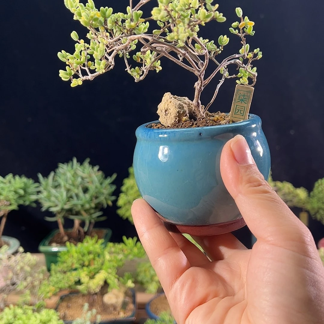 19紫砂糖锦老桩造型