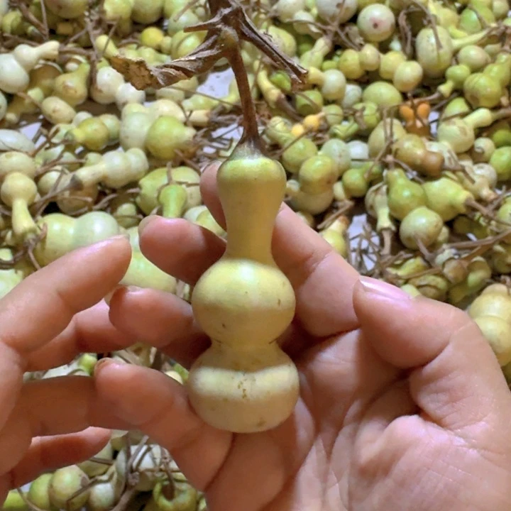 用***6青皮葫芦不保成不退不换