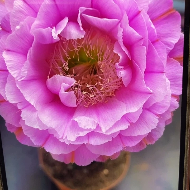 彩草2482侧芽3公分左右