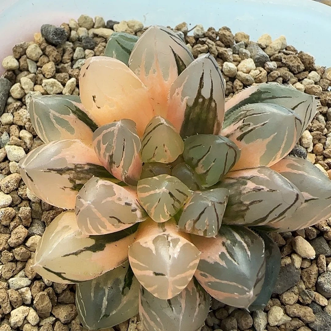 291号紫王玉露锦一物一拍带盆土