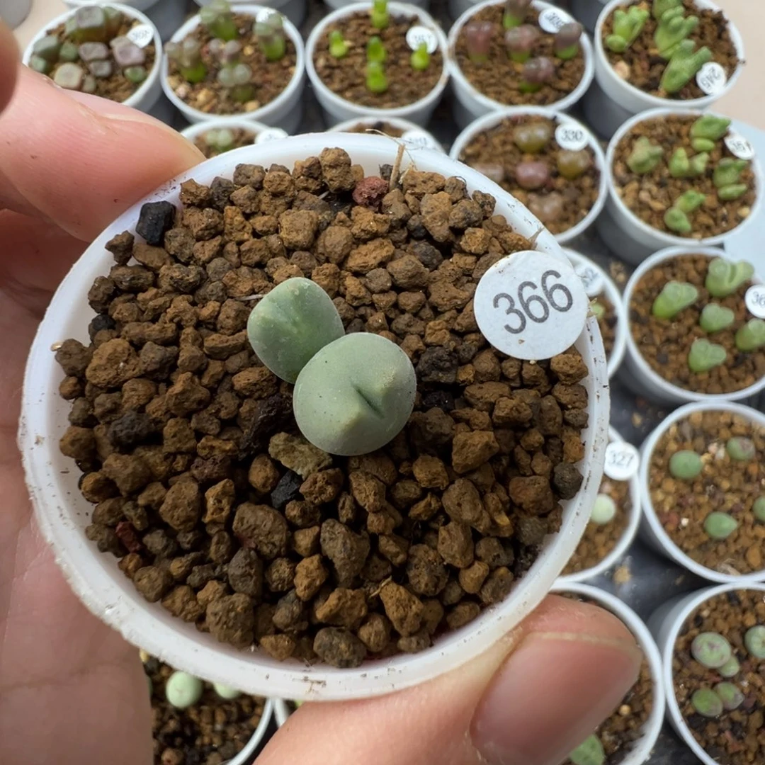 皮卡丘双头一颗脱土366000