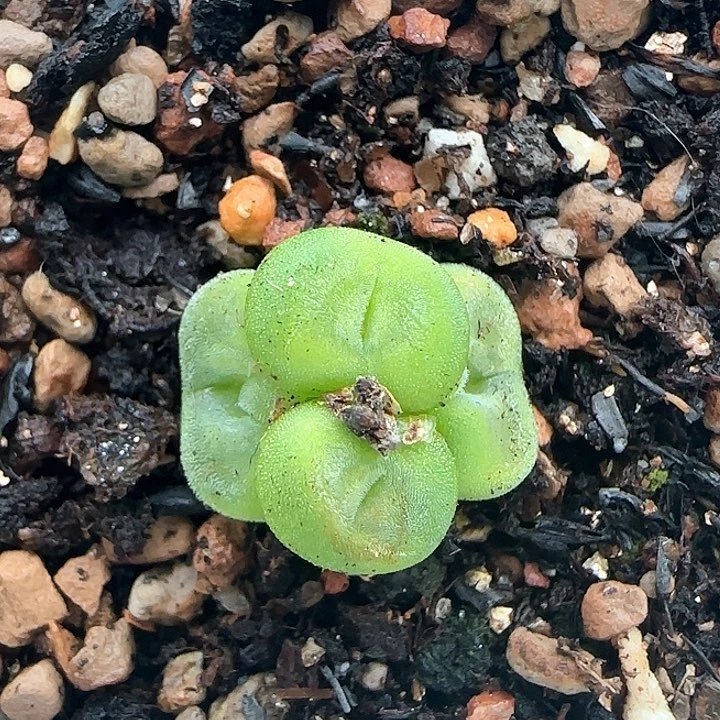 553水晶鞋四头裸根