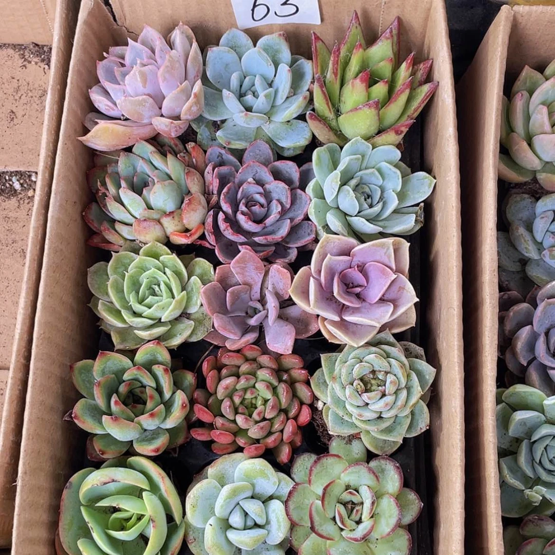 【闪购商品】15颗-63号约4-6厘米