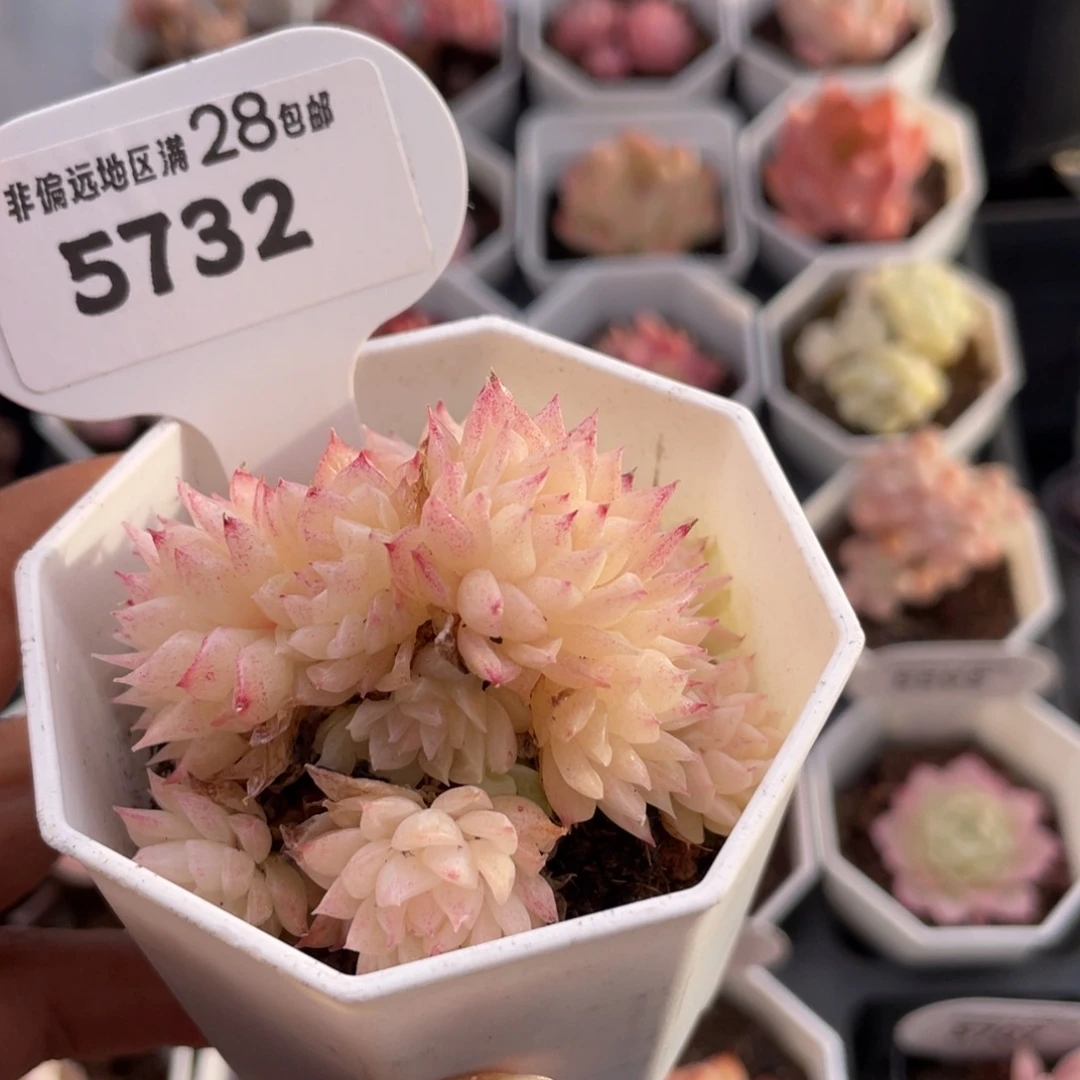 麦秆5732-5.5厘米