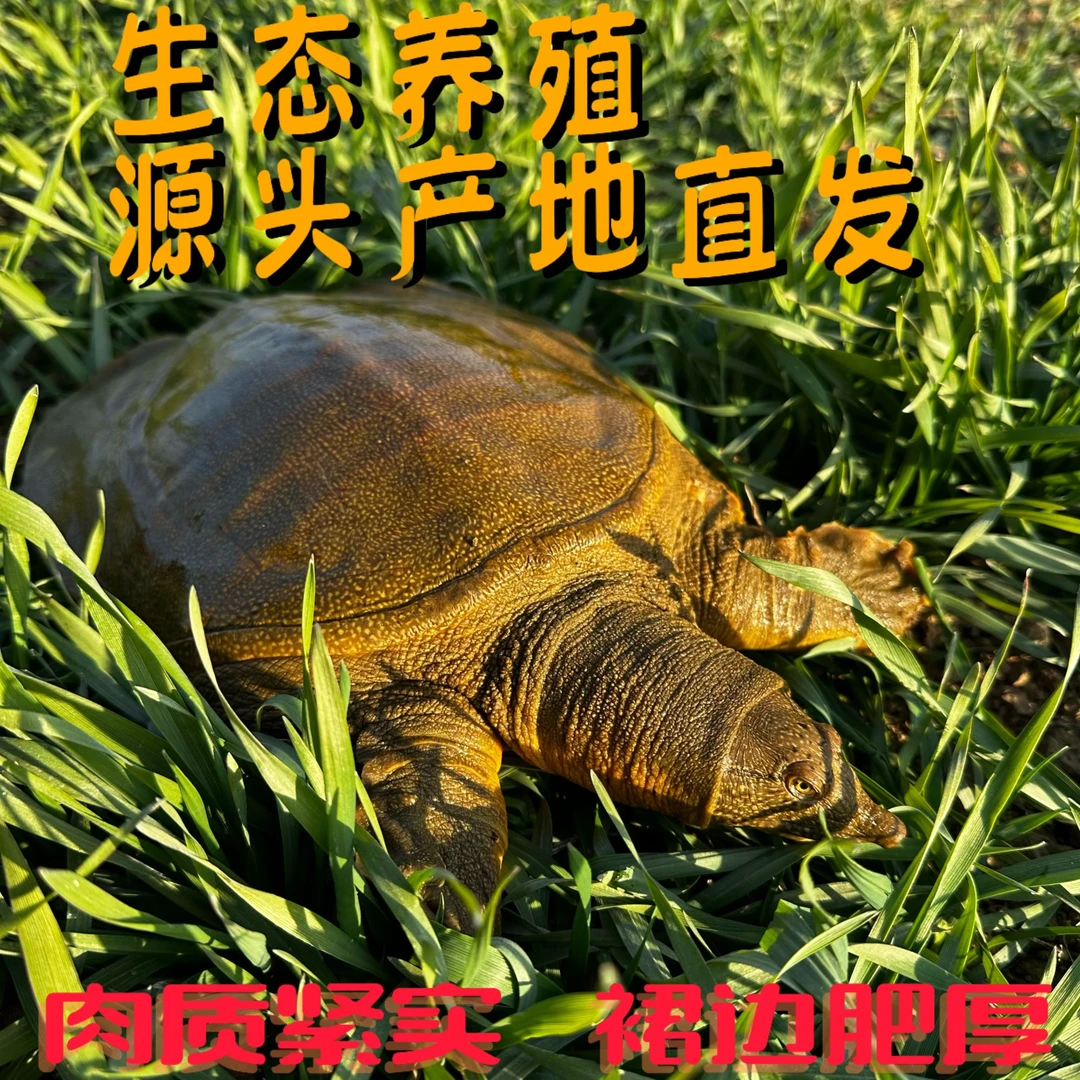 微瑕疵甲鱼两只装顺丰包邮