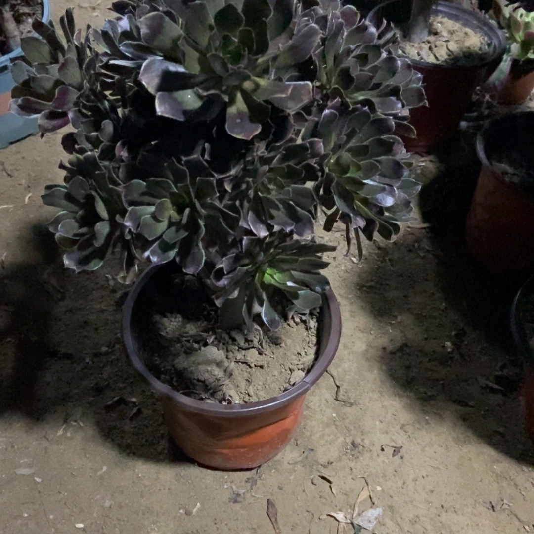 19号链接会法师会法师