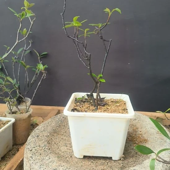 莆***根无花朵海  岛  春  花