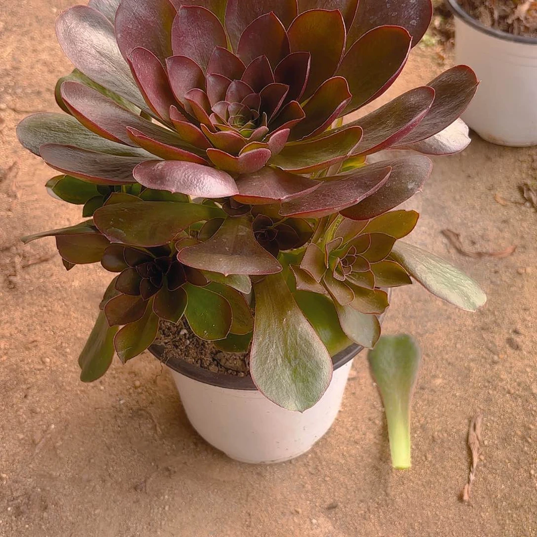 魅金手捧多肉植物