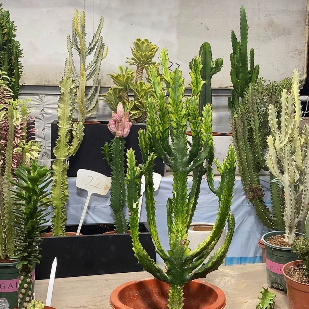 当前无花朵，栽培后可花朵翡翠玉柱一物一拍