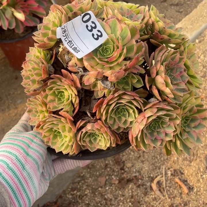 多肉雨荷法师有个掉枝033
