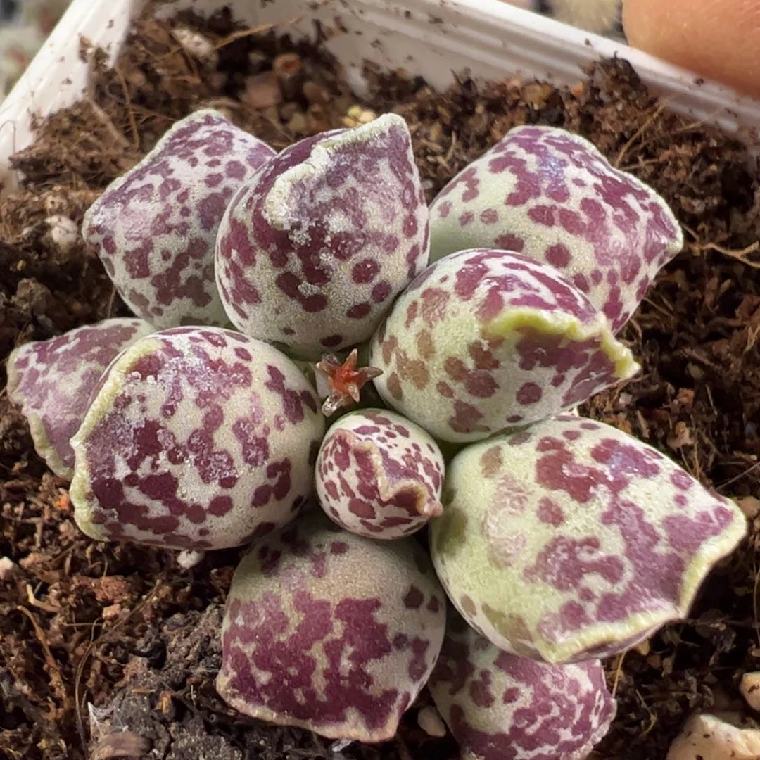 达摩海豹小型种多肉植物水泡