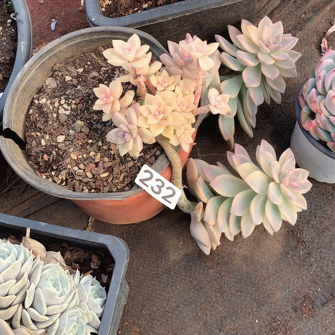 232淡雪锦 一物一拍多肉