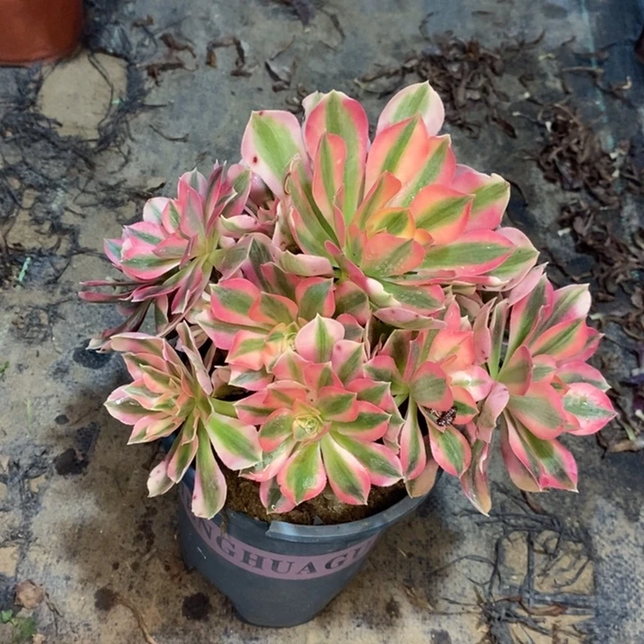 粉女巫多肉植物49