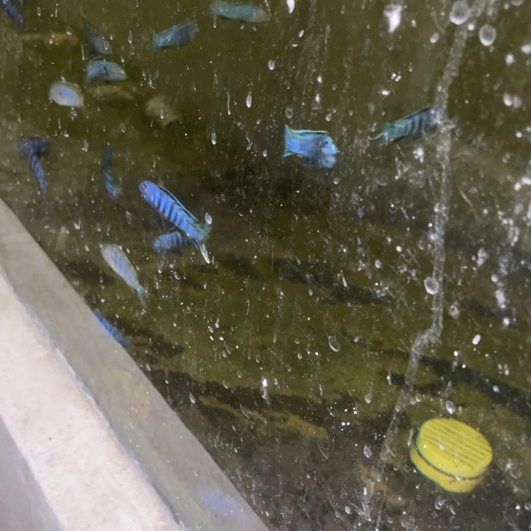张***卿海水4条鱼套餐专拍