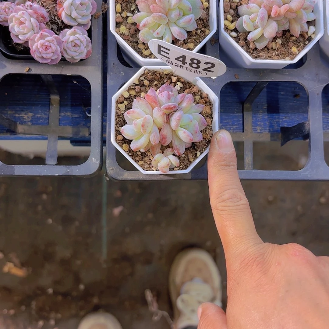 E482橙子石化一物一拍