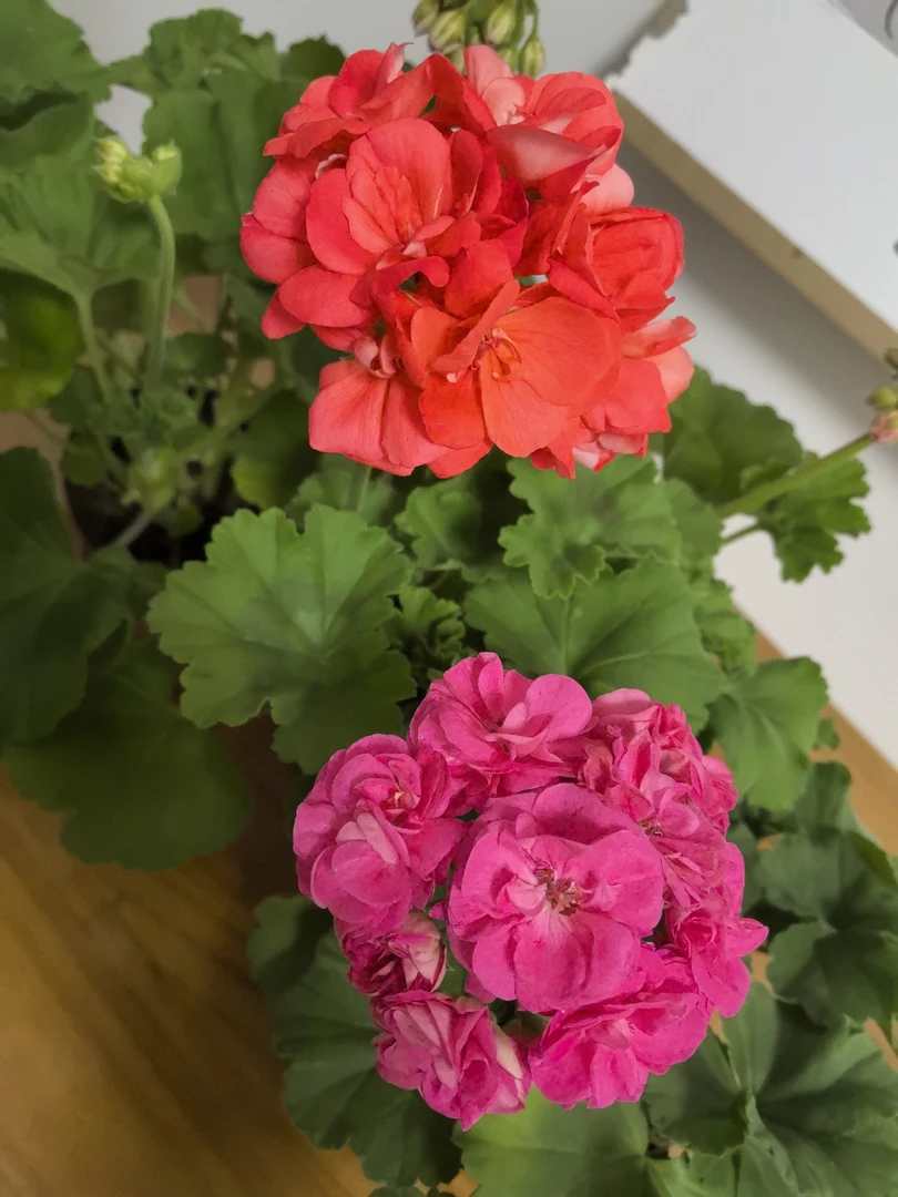 【罗莎琳达+橙色热恋】2颗天竺葵组合（多分支）一代苗打过头多分支