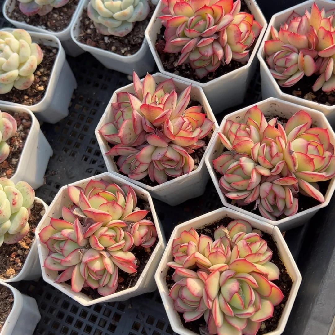 牡丹亭5头群到手1颗量拍多肉满20元包邮