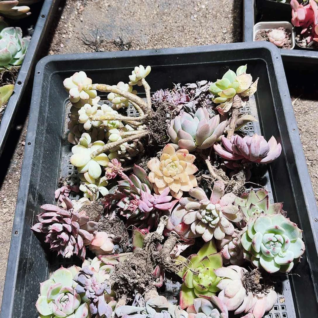 满20包邮零下拍保温箱83号筐无售后