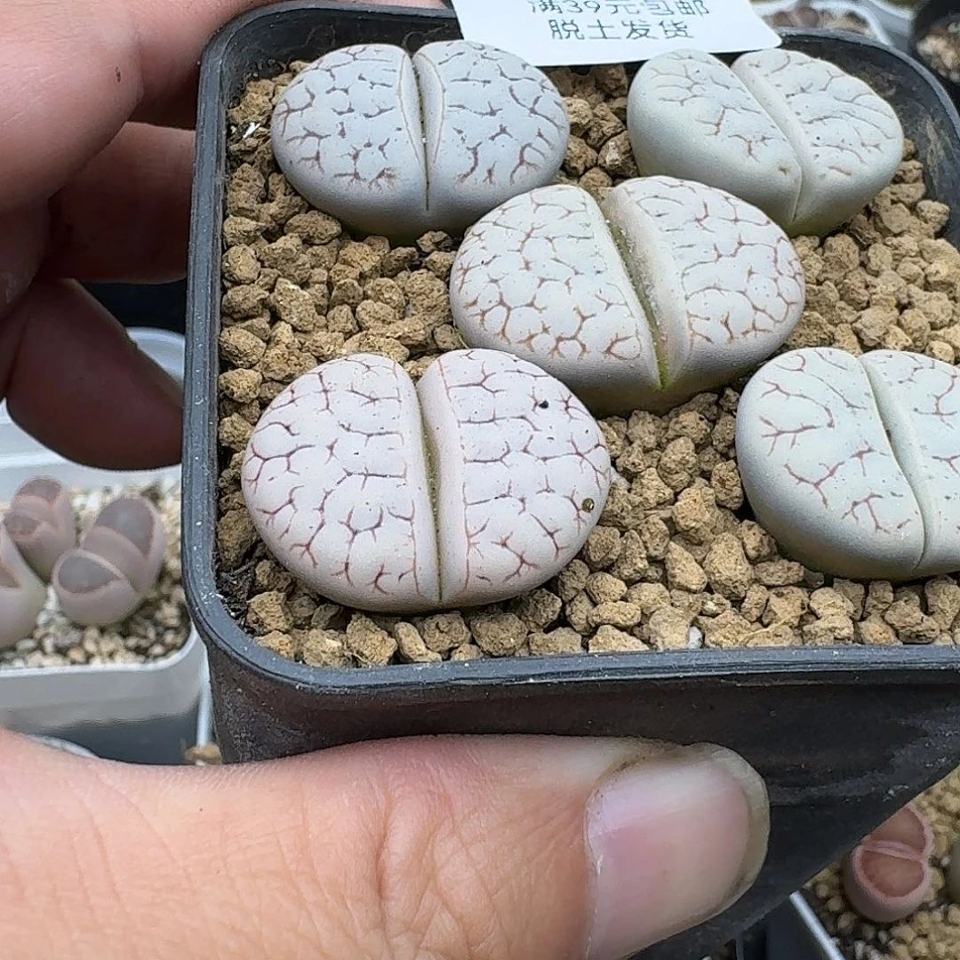 890多肉哈哈哈哈哈哈哈哈哈