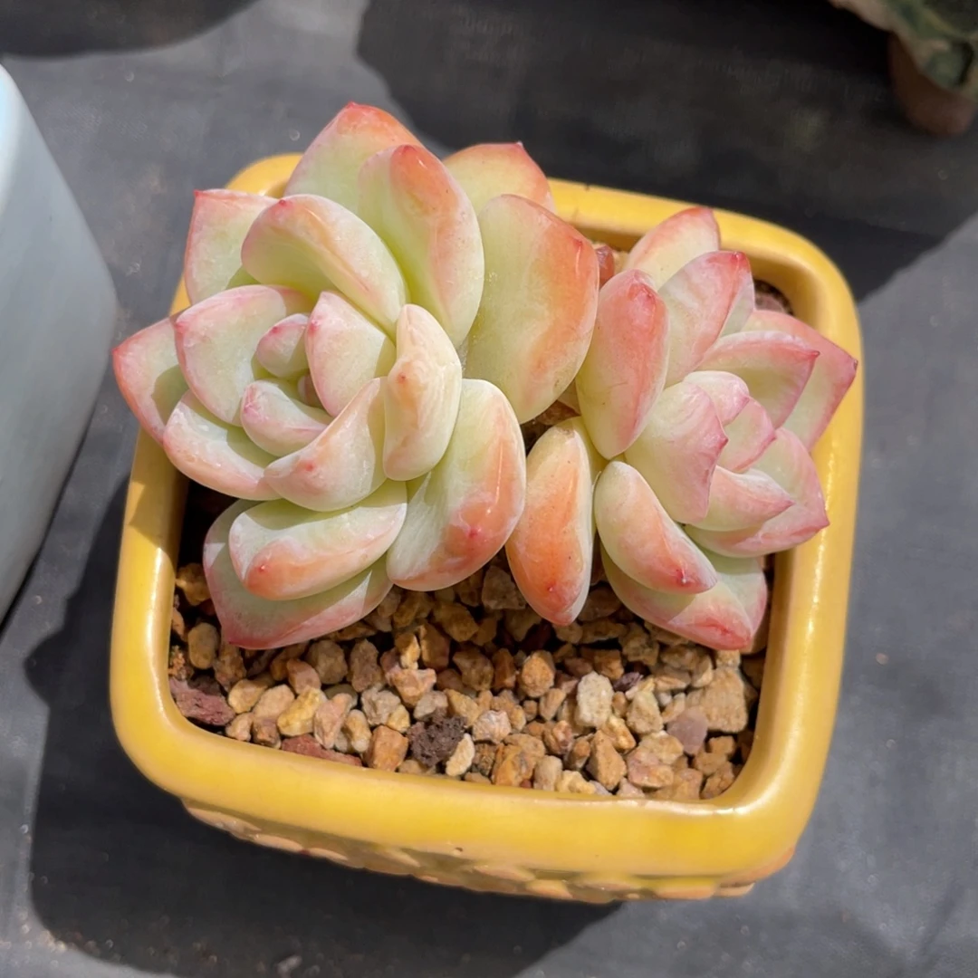 草莓泡芙老桩带盆