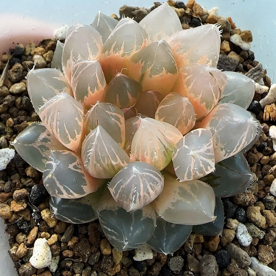 228号糊斑龙爪玉露锦一物一拍带盆