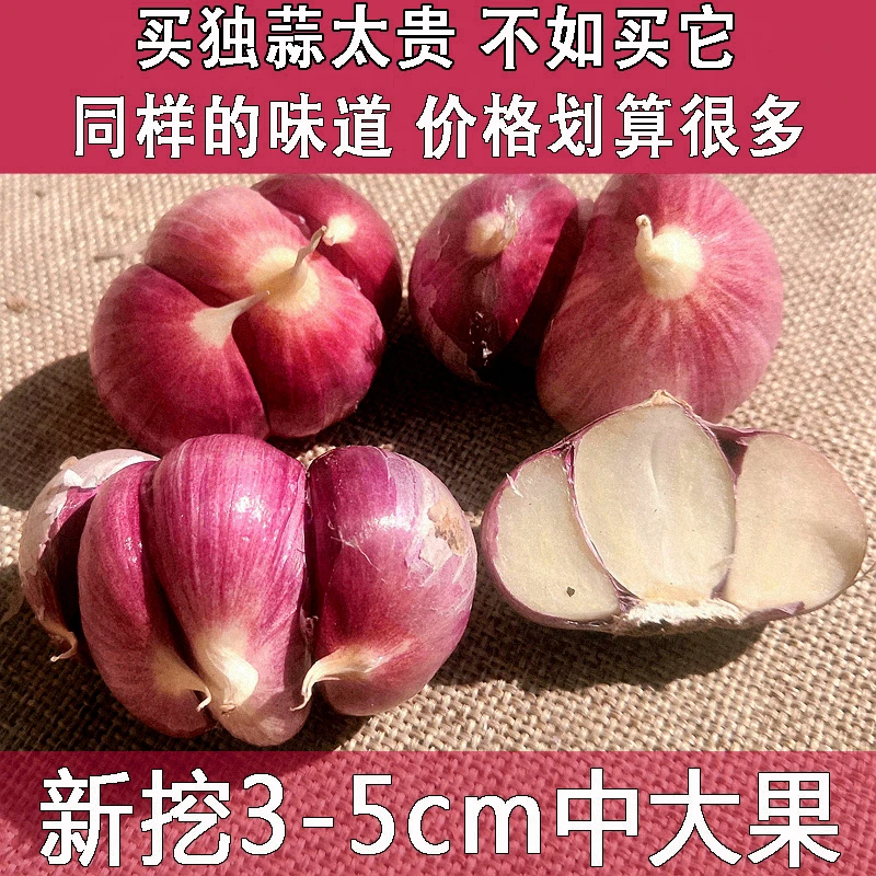 紫皮三丫蒜做蒜香菜品专用 三瓣连体无硫熏 现发精挑细选味浓辛辣