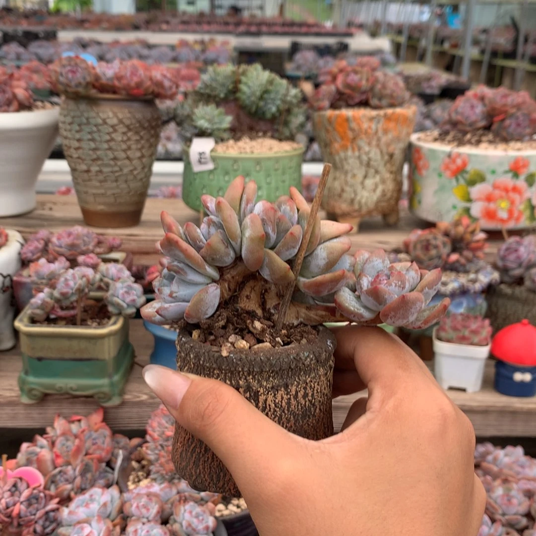 石榴籽无砍小树花花