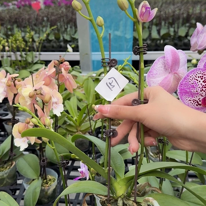 唐***糖大部分开放少量花苞157