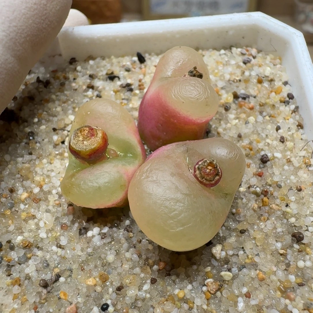 ?***?0211-52荔枝毛肉锥