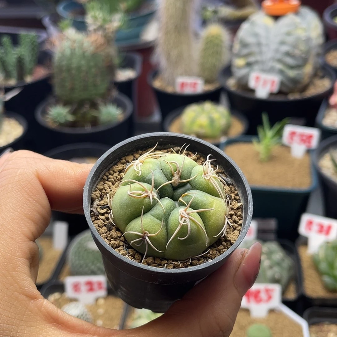 实生高木卷刺海王仙人球