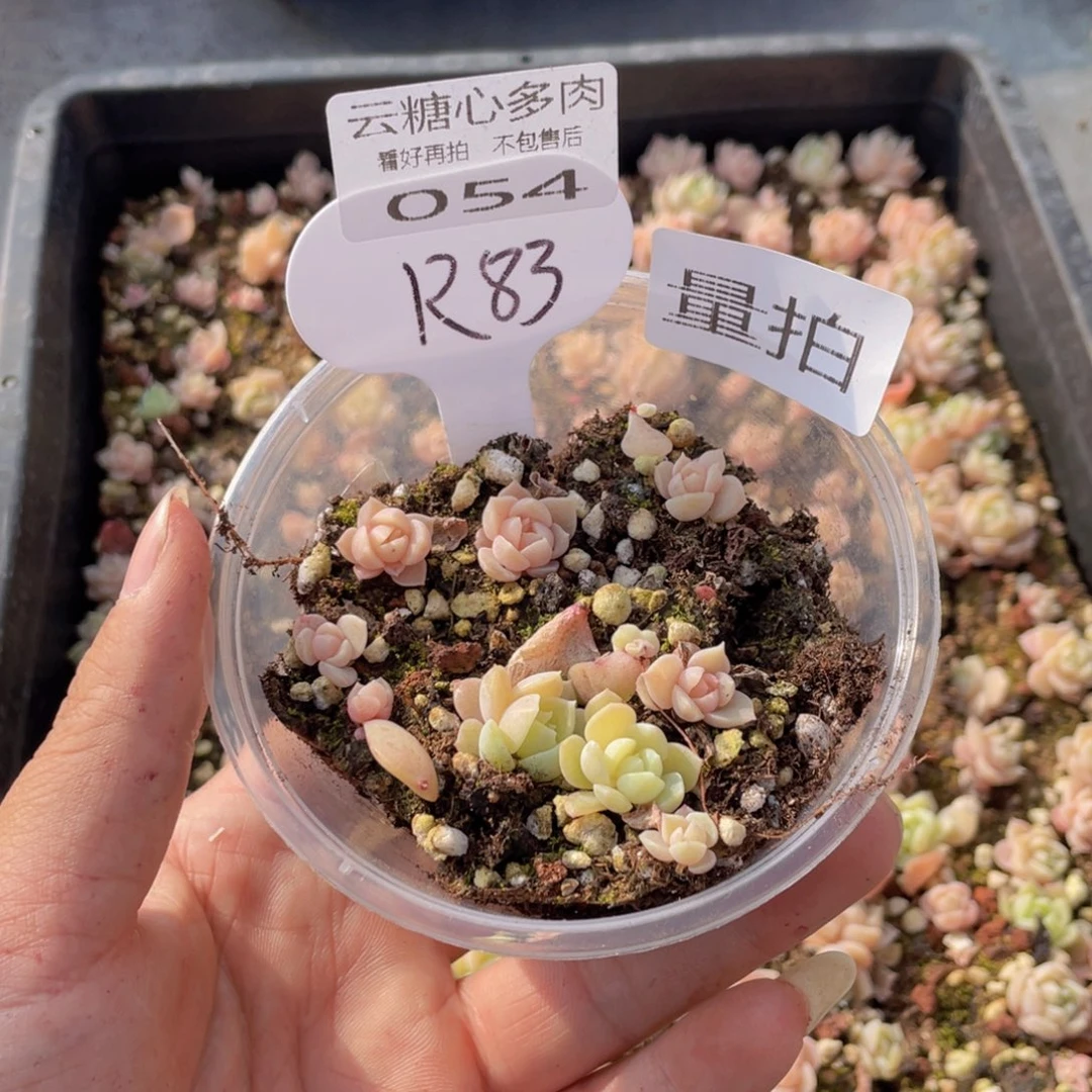 云糖心多肉植物54