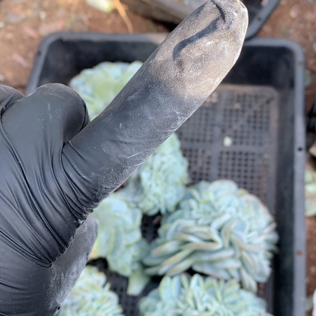 精***灵补发一颗送的娃娃呀