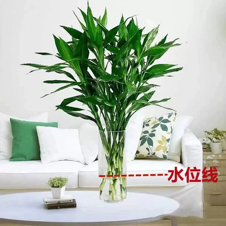 富贵竹水竹绿植瓶插花室内摆放同城配送/扎/8-10支