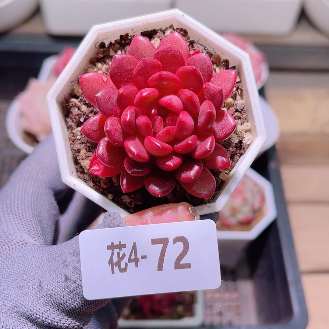 花04-72红宝石单头