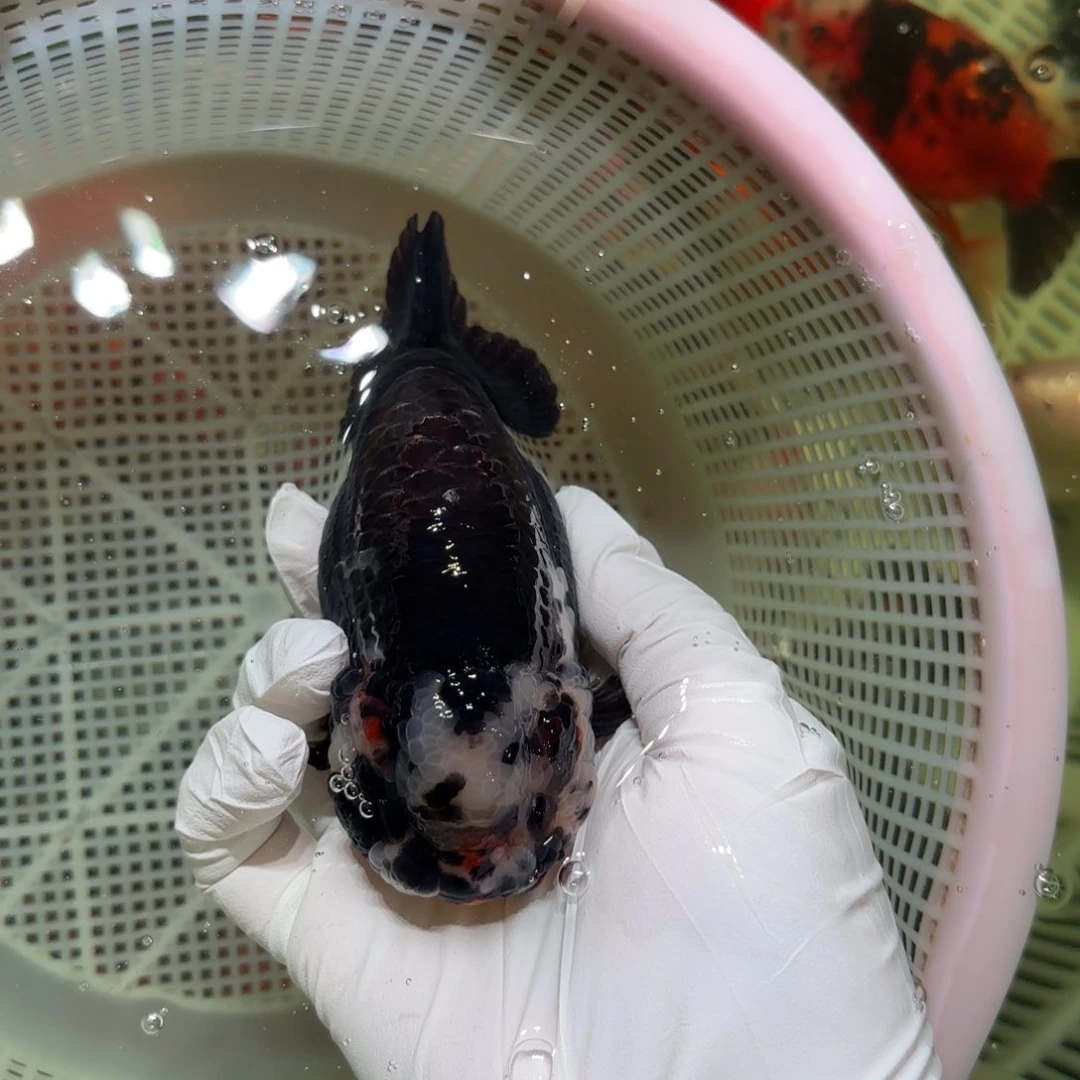 金鱼运费自理不包邮