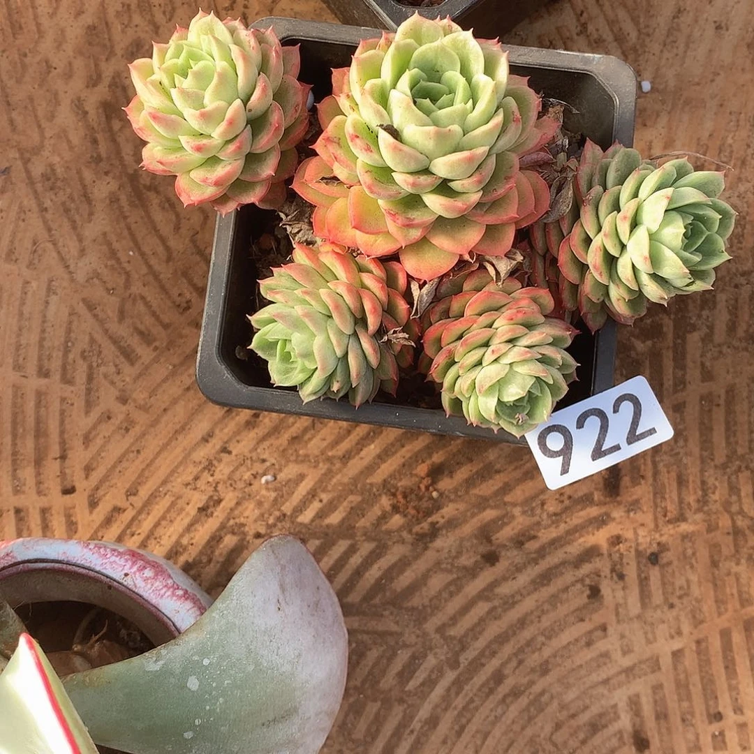 922 一物一拍多肉！