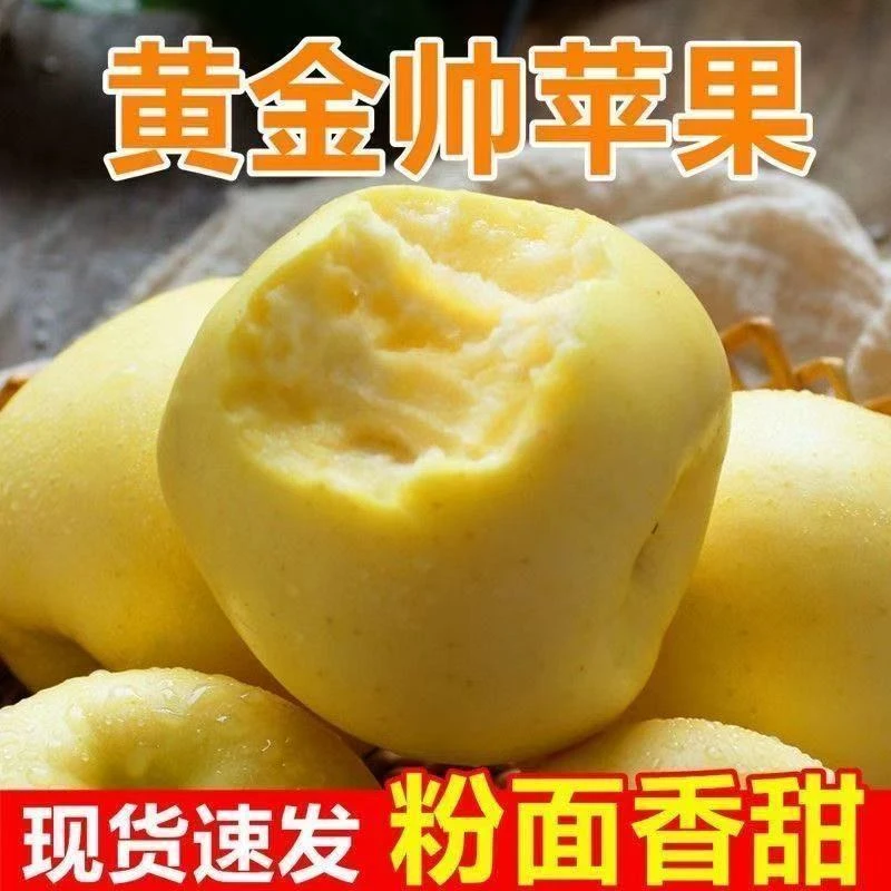 产地直发黄元帅苹果新鲜采摘粉面刮泥果园直发直播批发黄元帅苹果
