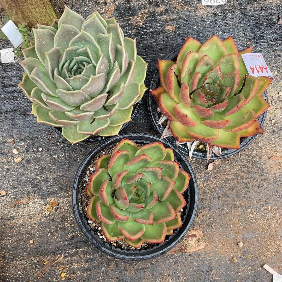 若如东云组拍A414