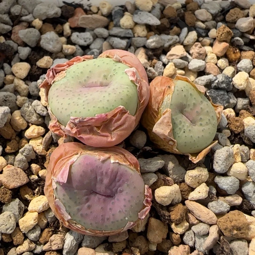 i*包5-24当天满38包邮大奶油嘴