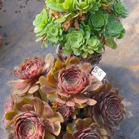 全部花朵组合式的教学模式法师56