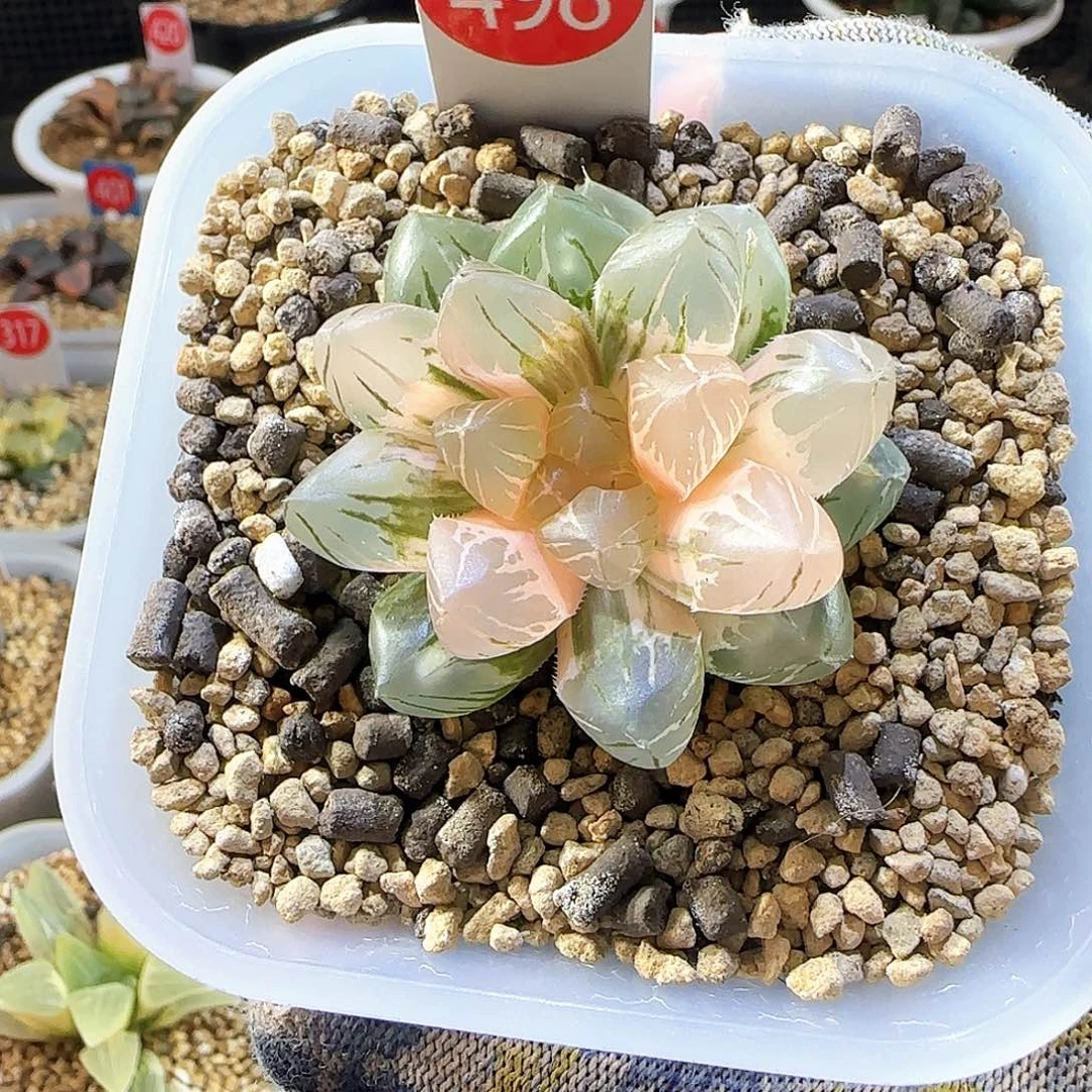 咪***宝498一物一拍带盆发