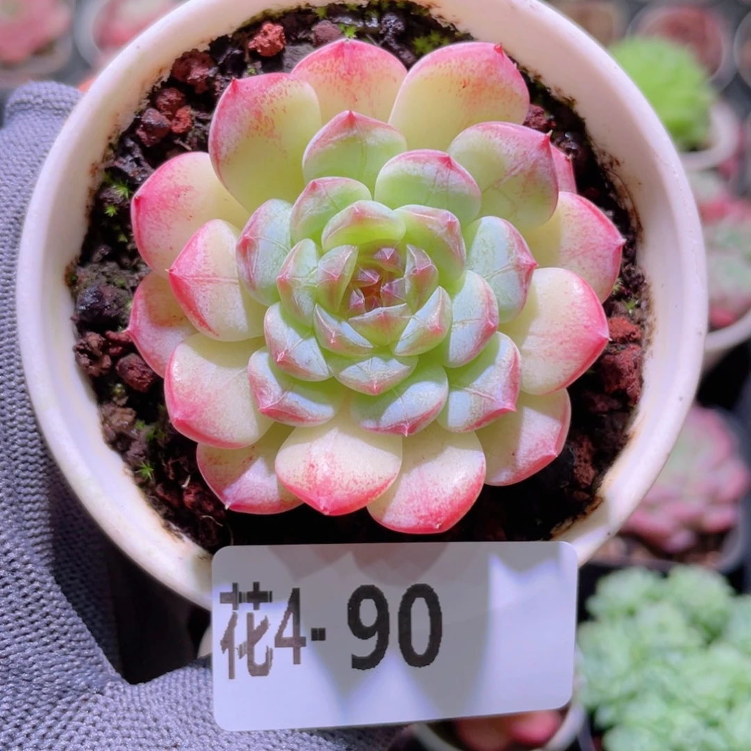 花利美 4-90琴心