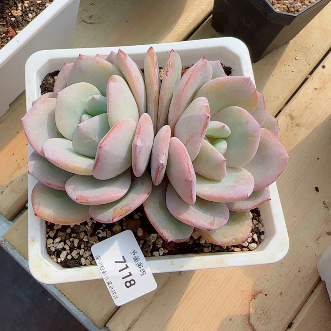 奶茶，7118多肉植物