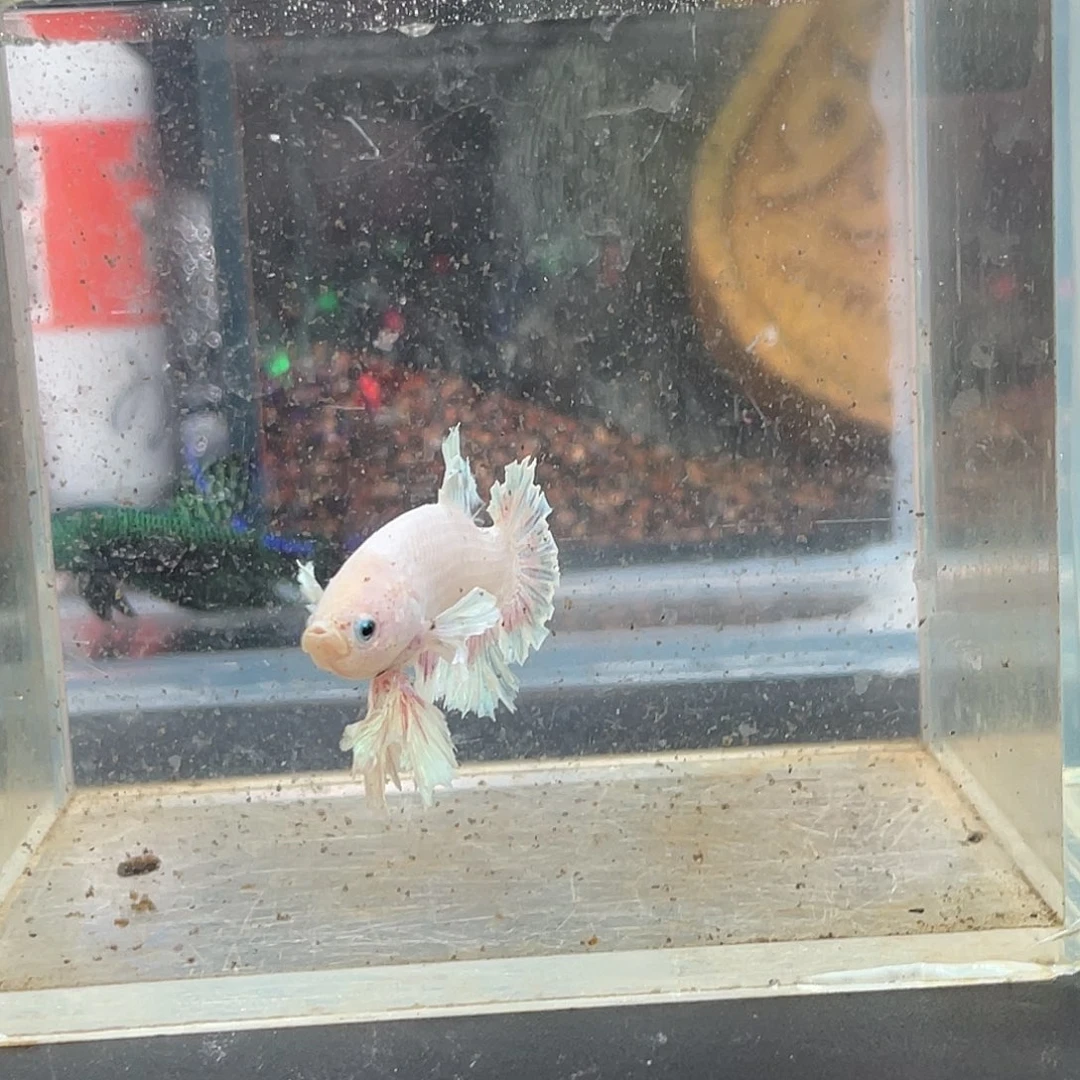 斗鱼26号13早绣球